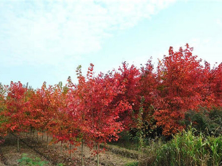 美國紅楓澆水時要注意哪些事項