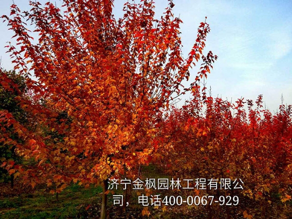 三、購買我們紅楓具體流程是怎么進行的？