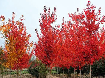 夕陽(yáng)紅紅楓