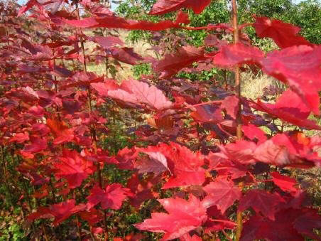 夕陽紅紅楓