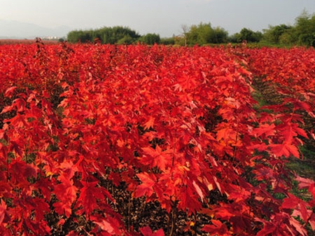 太陽(yáng)谷紅楓