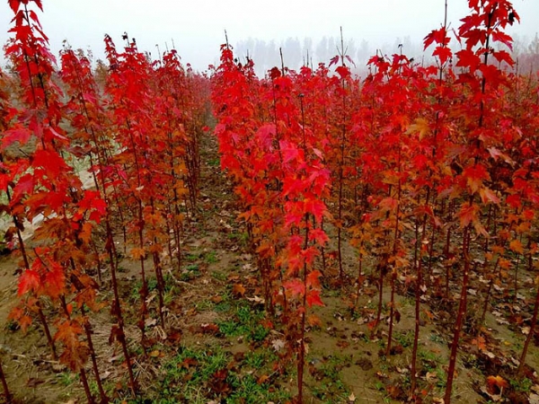 紅點(diǎn)紅楓