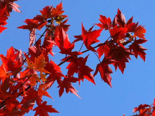 太陽(yáng)谷紅楓