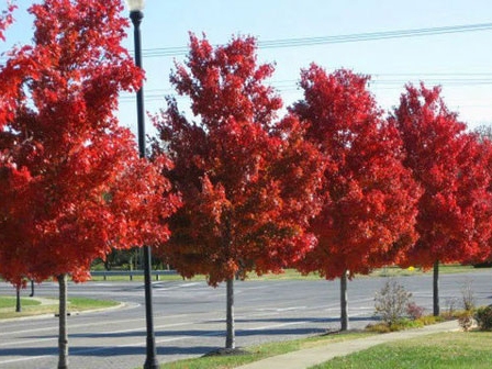 太陽(yáng)谷紅楓