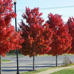 太陽(yáng)谷紅楓