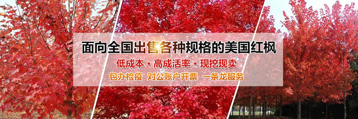 濟寧金楓園林工程有限公司