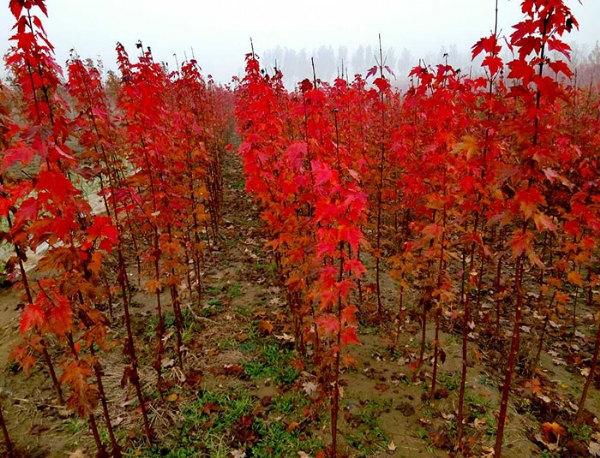 美國(guó)紅楓的發(fā)芽率要如何提高