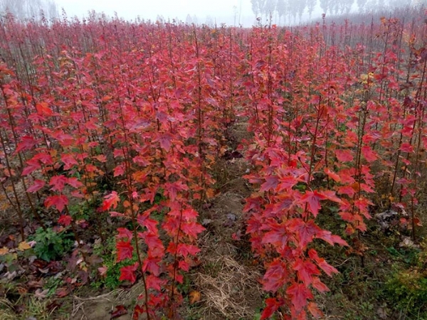 美國(guó)紅楓土壤種植時(shí)有哪些條件